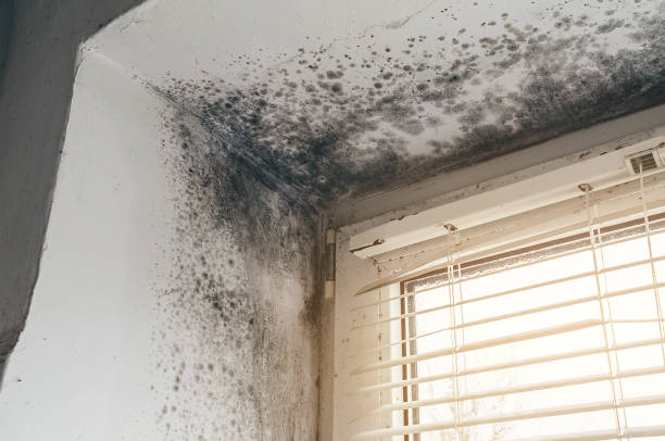 Affordable Mold Removal solutions in Saint Benedict, PA