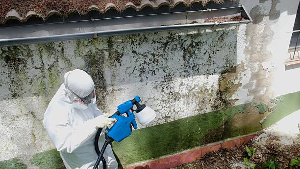 Top rated local Mold Removal specialists in Saint Benedict, PA